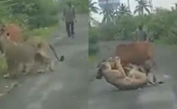 Gujarat Farmer Chases Away Lion To Save His Cow