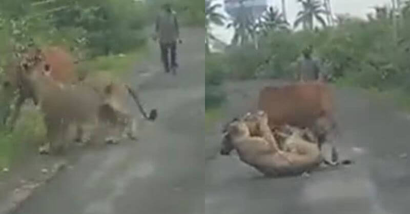 Gujarat Farmer Chases Away Lion To Save His Cow