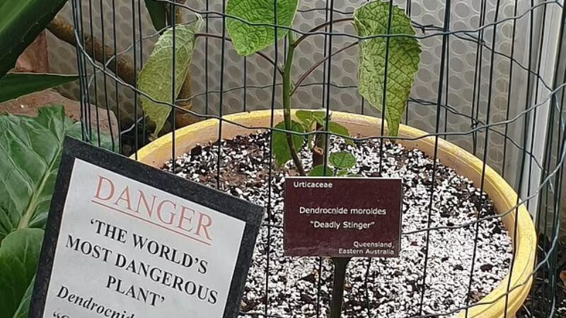 Gympie Gympie Poisonous Plant