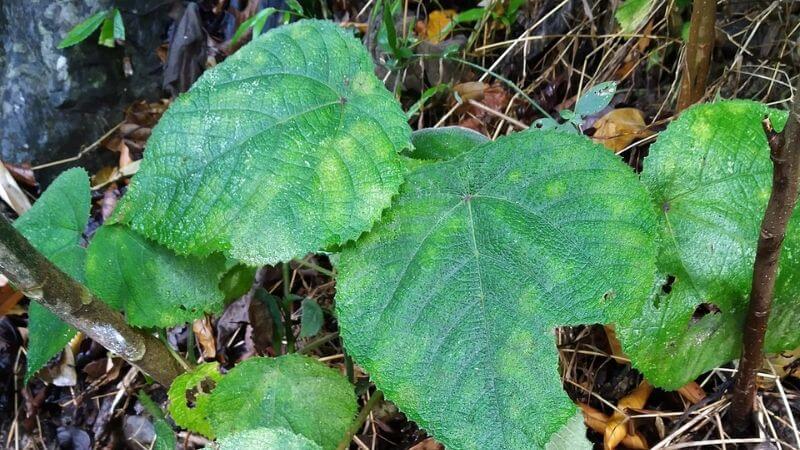 Gympie-Gympie Poisonous Plant