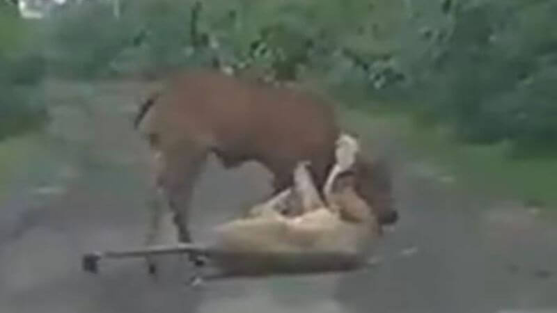 Lion Attack Cow Gujarat