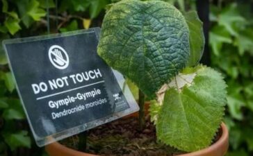Poisonous Plant Gympie Gympie
