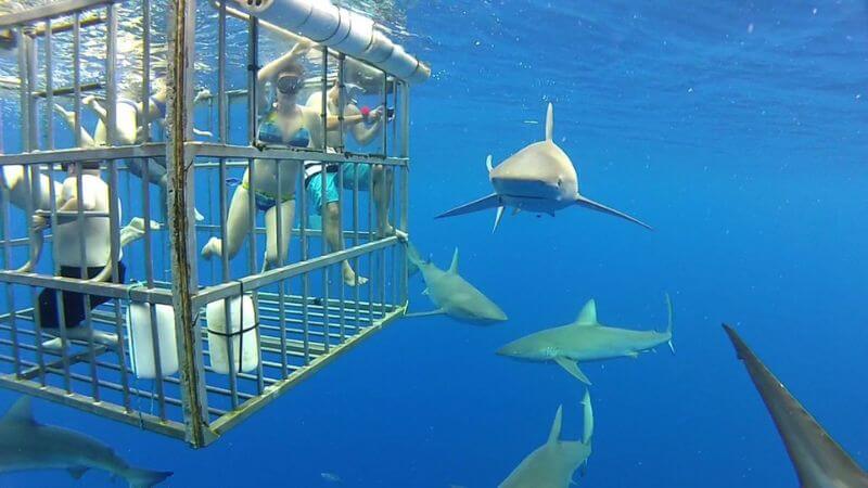 Shark Diving