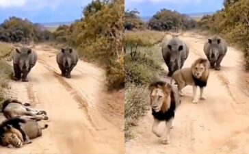 Rhino vs Lion