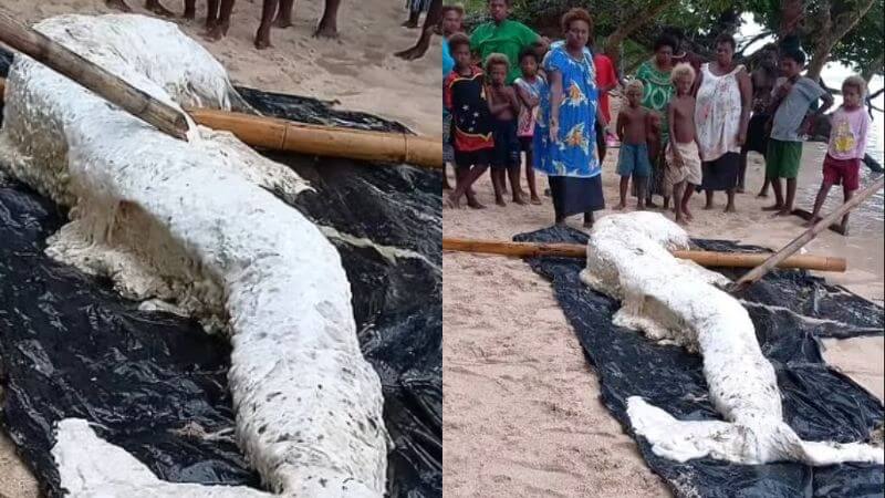 Mermaid in Papua New Guinea