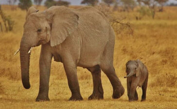 Elephant baby Elephant