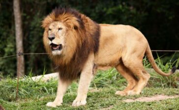 Lion Killed Zookeeper Nigeria