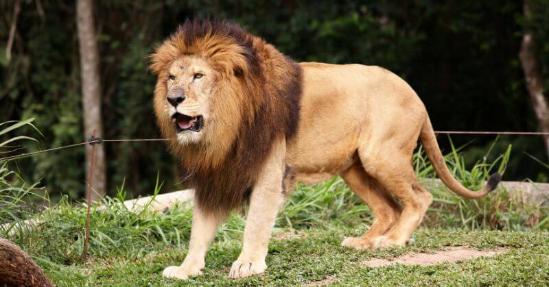 Lion Killed Zookeeper Nigeria