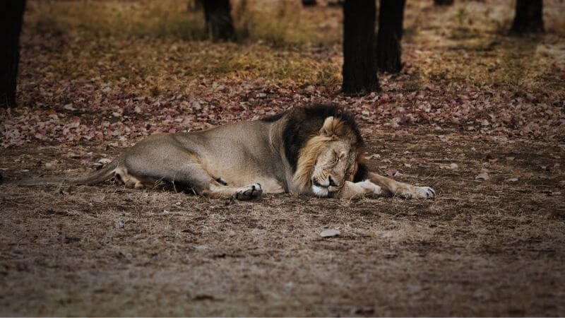 Lion Sleep