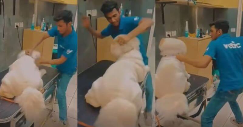 Vetic Pet Clinic Thane Viral Video