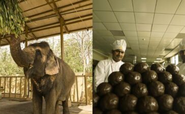 Vantara Elephant Food Menu