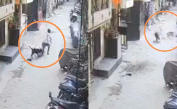 Pitbull Attacks A Boy Stray Dogs Try To Rescue