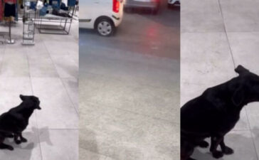 Stray Dog In Mumbai West Side Store