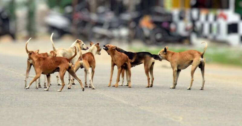 Delhi Stray Dogs