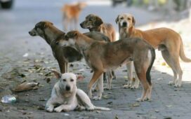 Stray Dogs Ruling Supreme Court