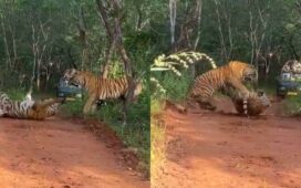 Tiger Fight Ranthambore National Park