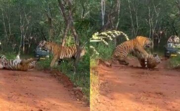 Tiger Fight Ranthambore National Park