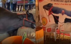 21 crore buffalo dies