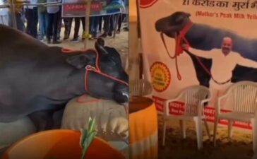 21 crore buffalo dies