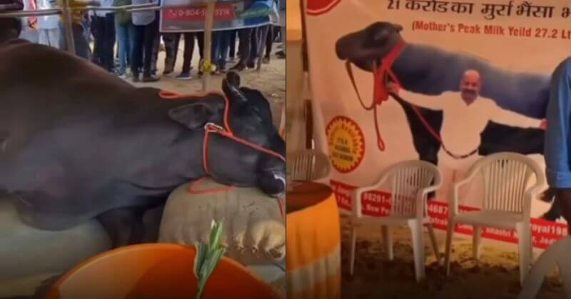 21 crore buffalo dies