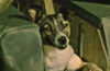 Laika Dog