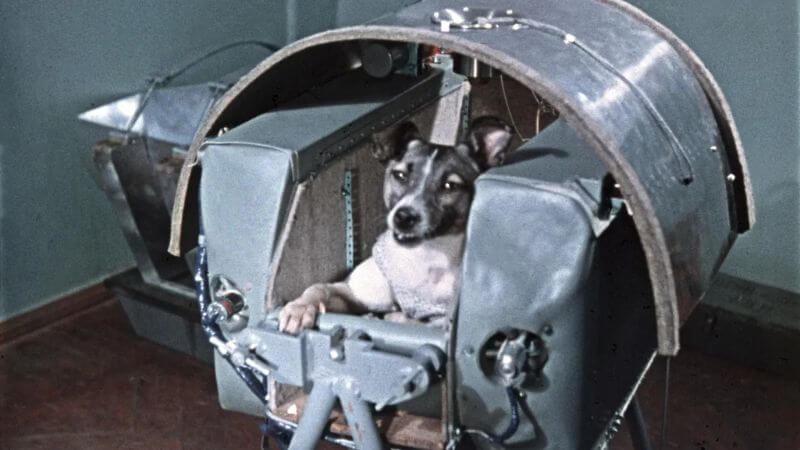 Laika Dog One Way Trip To Space