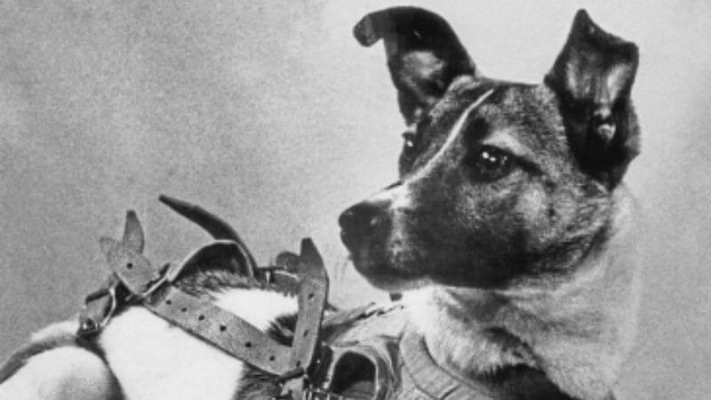 Laika First Dog In Space