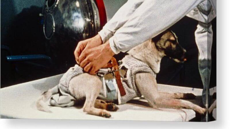 Laika Space Dog