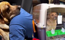 Pet Dog India To Australia Process