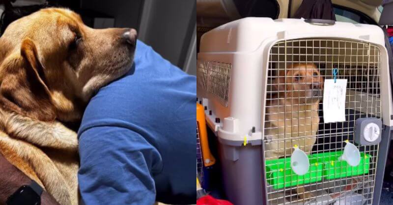 Pet Dog India To Australia Process