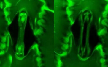 Plants Breathe Real Time