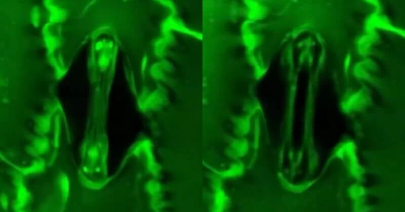 Plants Breathe Real Time