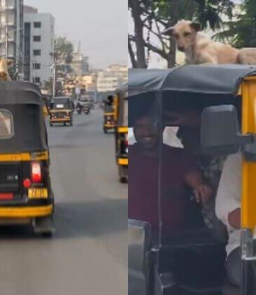 Dog Autorickshaw Pune