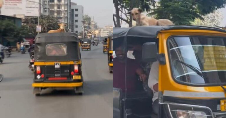 Viral Video: Dog Calmly Sits On Autorickshaw Roof In Pune Stuns Commuters