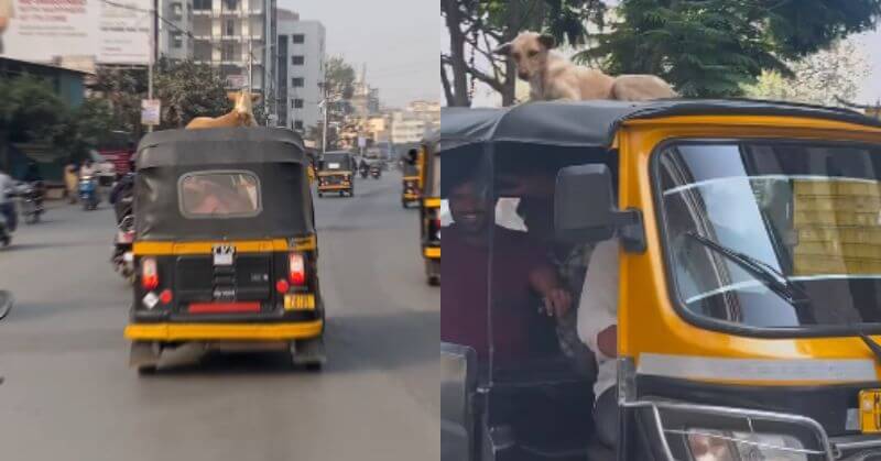 Dog Autorickshaw Pune