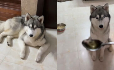 Husky Ghee In Food Video