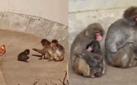 Punch Kun Monkey Ichikawa City Zoo