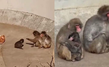 Punch Kun Monkey Ichikawa City Zoo