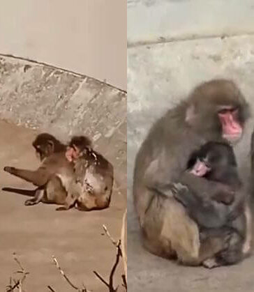 Punch Kun Monkey Ichikawa City Zoo