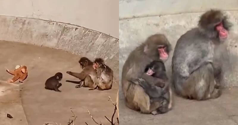 Punch Kun Monkey Ichikawa City Zoo