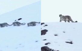 Rare Snow Leopard In Himalayas