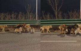 Stolen Dogs China Return Home 17 KM