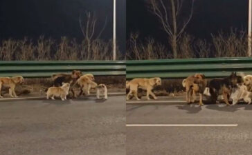 Stolen Dogs China Return Home 17 KM