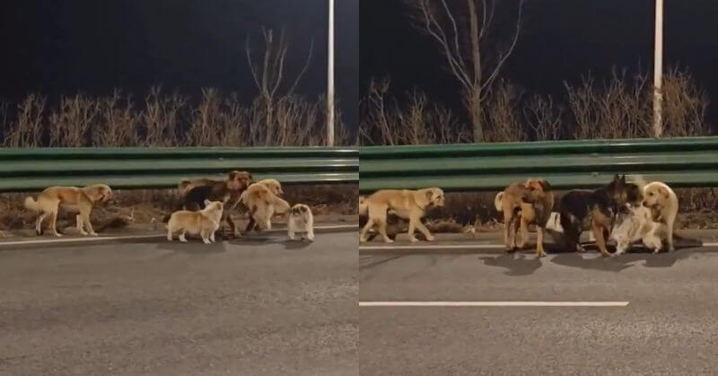 Stolen Dogs China Return Home 17 KM