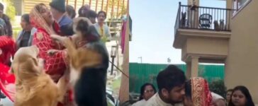 Pet Dogs Cry And Stop Bride Video