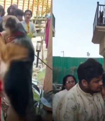 Pet Dogs Cry And Stop Bride Video