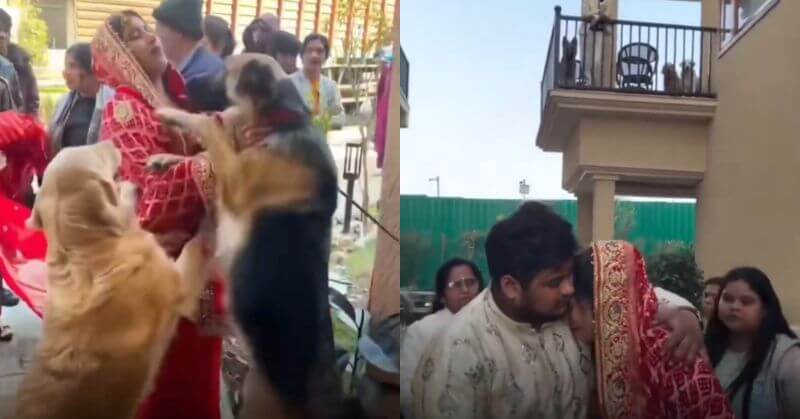 Pet Dogs Cry And Stop Bride Video