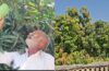 Gujarat Farmer 14 Mangoes 1 tree