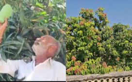 Gujarat Farmer 14 Mangoes 1 tree