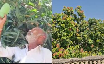 Gujarat Farmer 14 Mangoes 1 tree